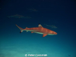 The image is a black tip reef shark I took in Palau. by Peter Cammish 